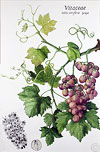 Grapes by Ruth de monchaux