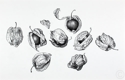 Physalis - drawing  by Ruth deMonchaux