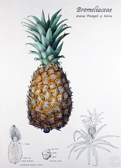 Pineapple - watercolour by Ruth de Monchaux